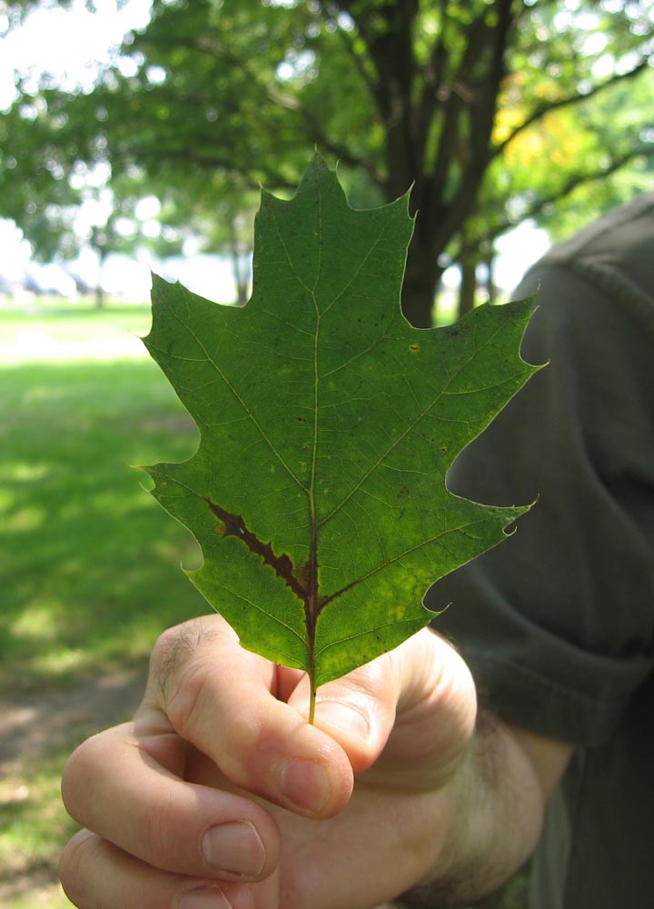 Leaf of 398th Red Oak Memorial Tree - Dayton - Sept. 2009