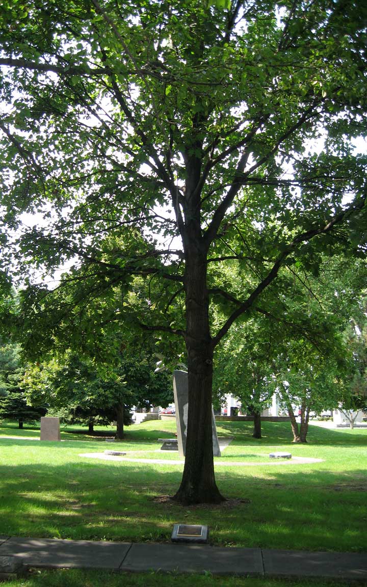 398th Memorial Tree - Dayton - September 2009